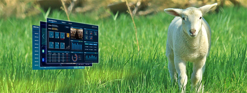 智慧養殖 智慧養殖